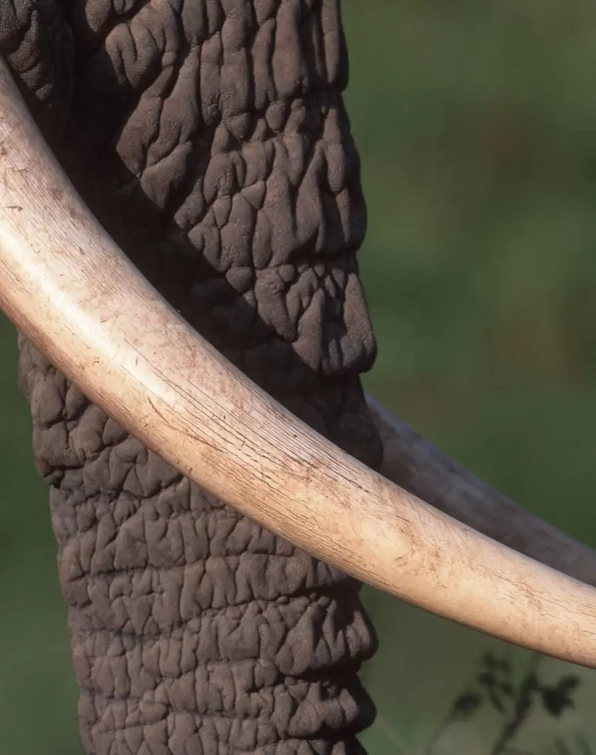 Trafic d’espèces protégées : la gendarmerie à la manœuvre | (iStock) | Françoise Blind-Kempinski - Directrice éditoriale et réalisatrice (journaliste Les Echos)