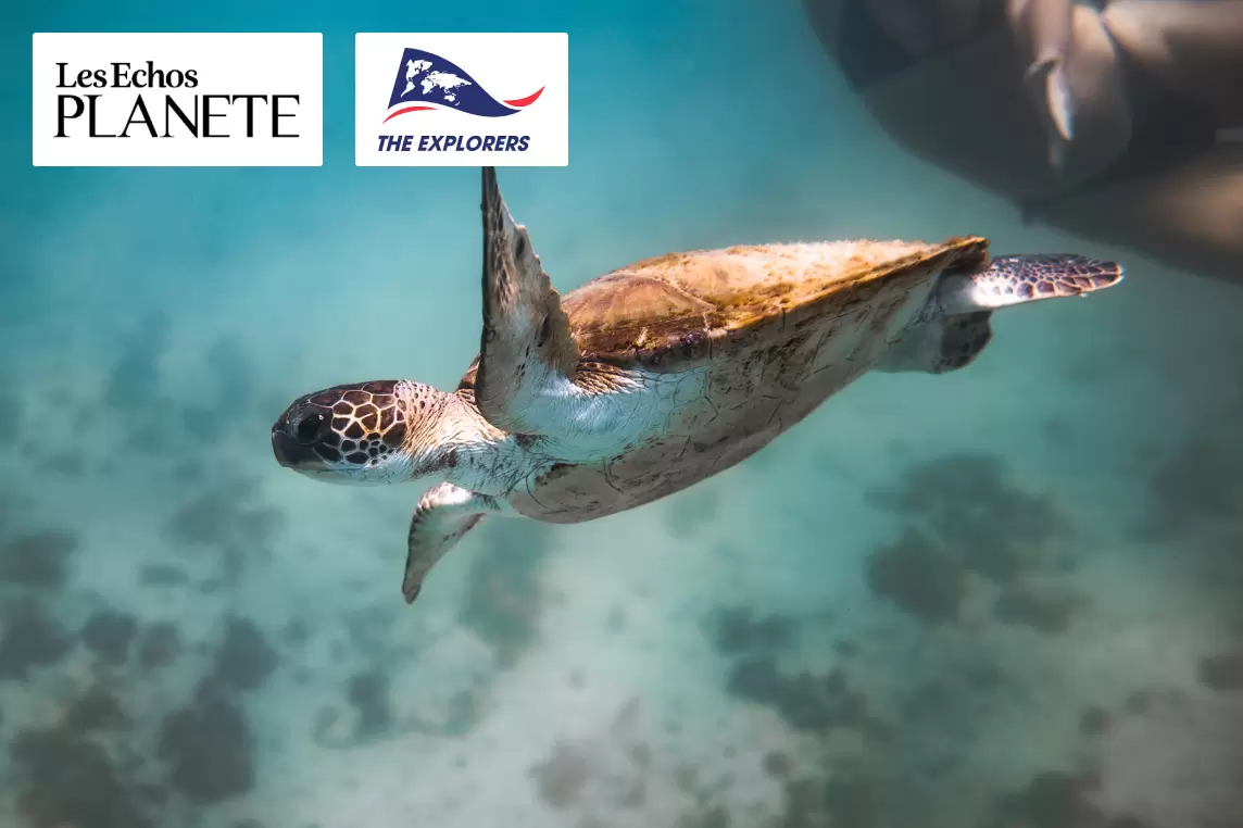 Vidéos des espèces menacées - Les Echos Planète x The Explorers | Françoise Blind-Kempinski - Directrice éditoriale et réalisatrice (journaliste Les Echos)