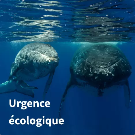 miniature urgence eco